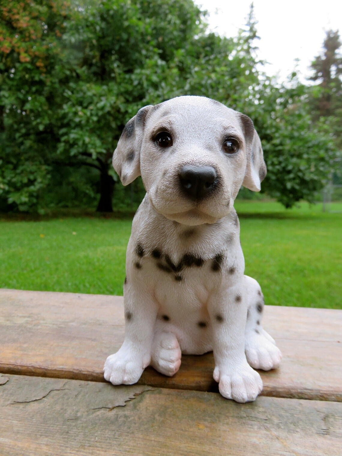 White dalmatian hot sale puppy