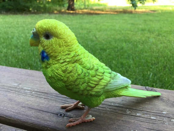 Colorful parakeets best sale