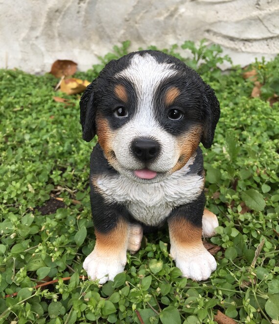 Bernese mountain on sale dog for sale