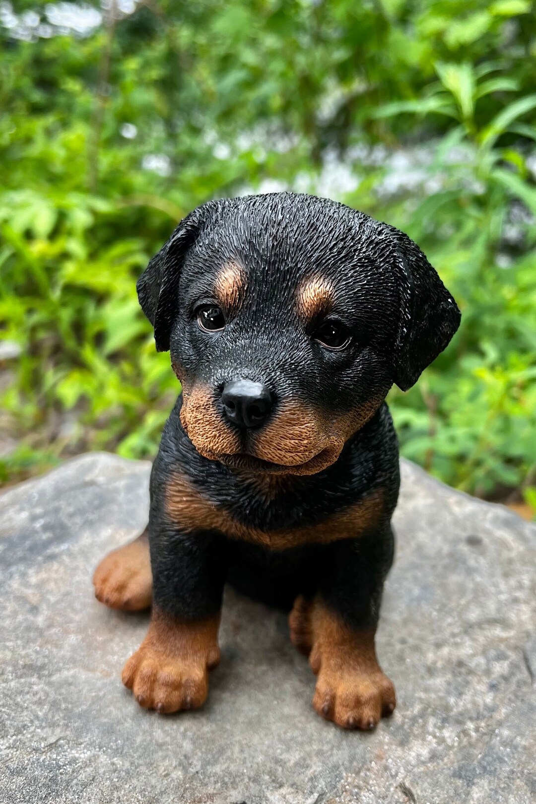 Baby Rottweiler
