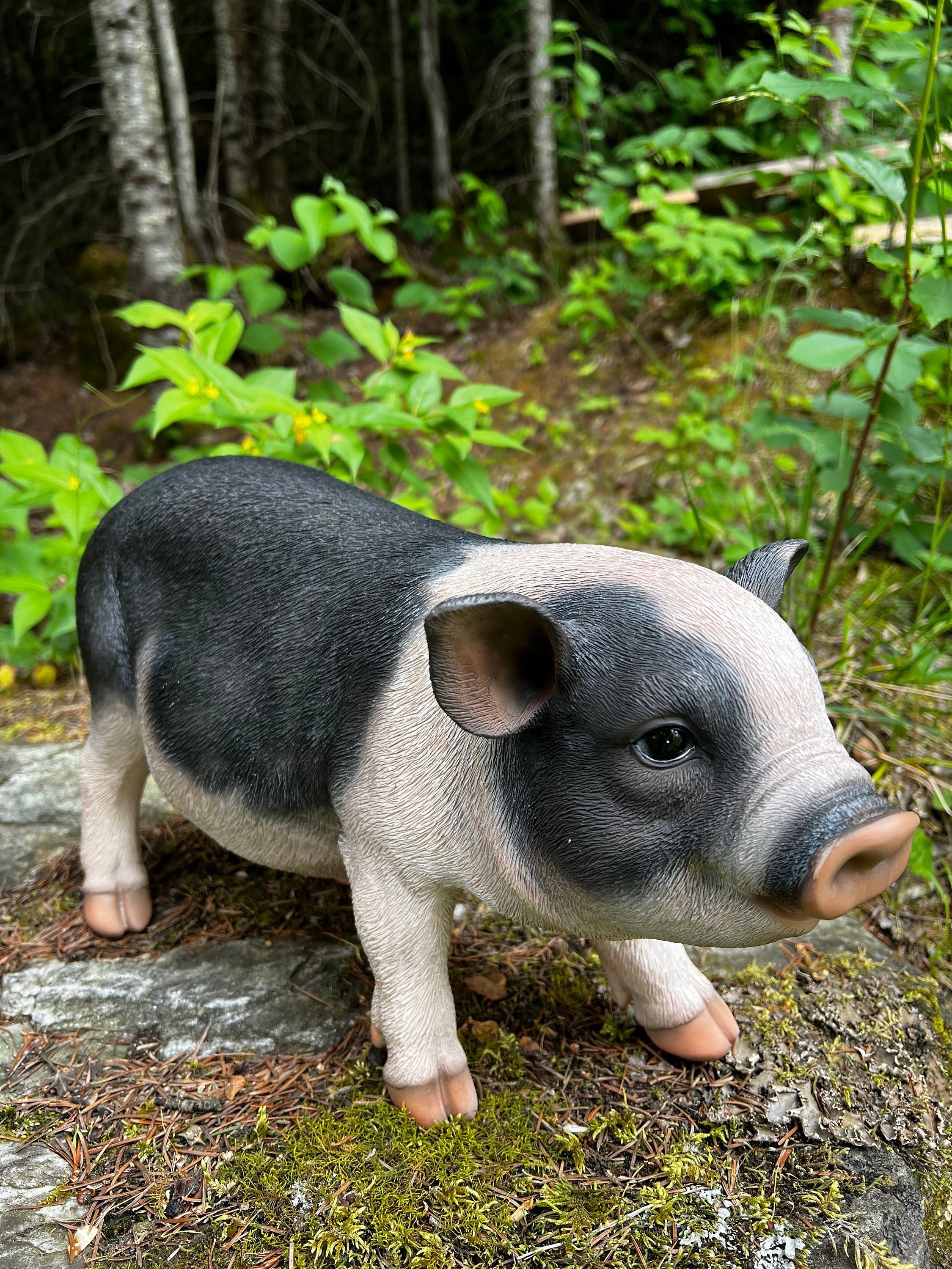 Baby potbelly 2025