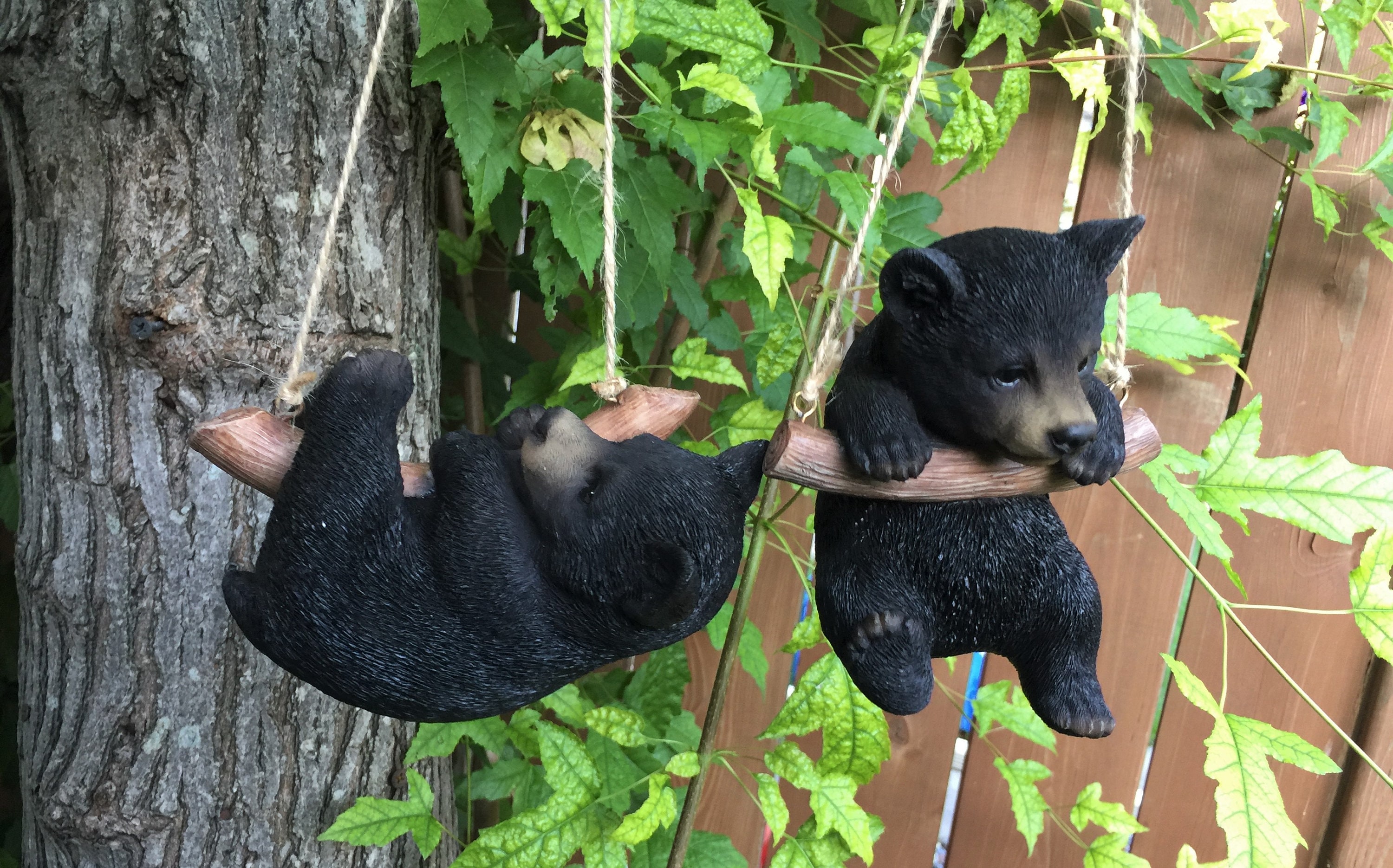 Black Bear Cubs In Tree