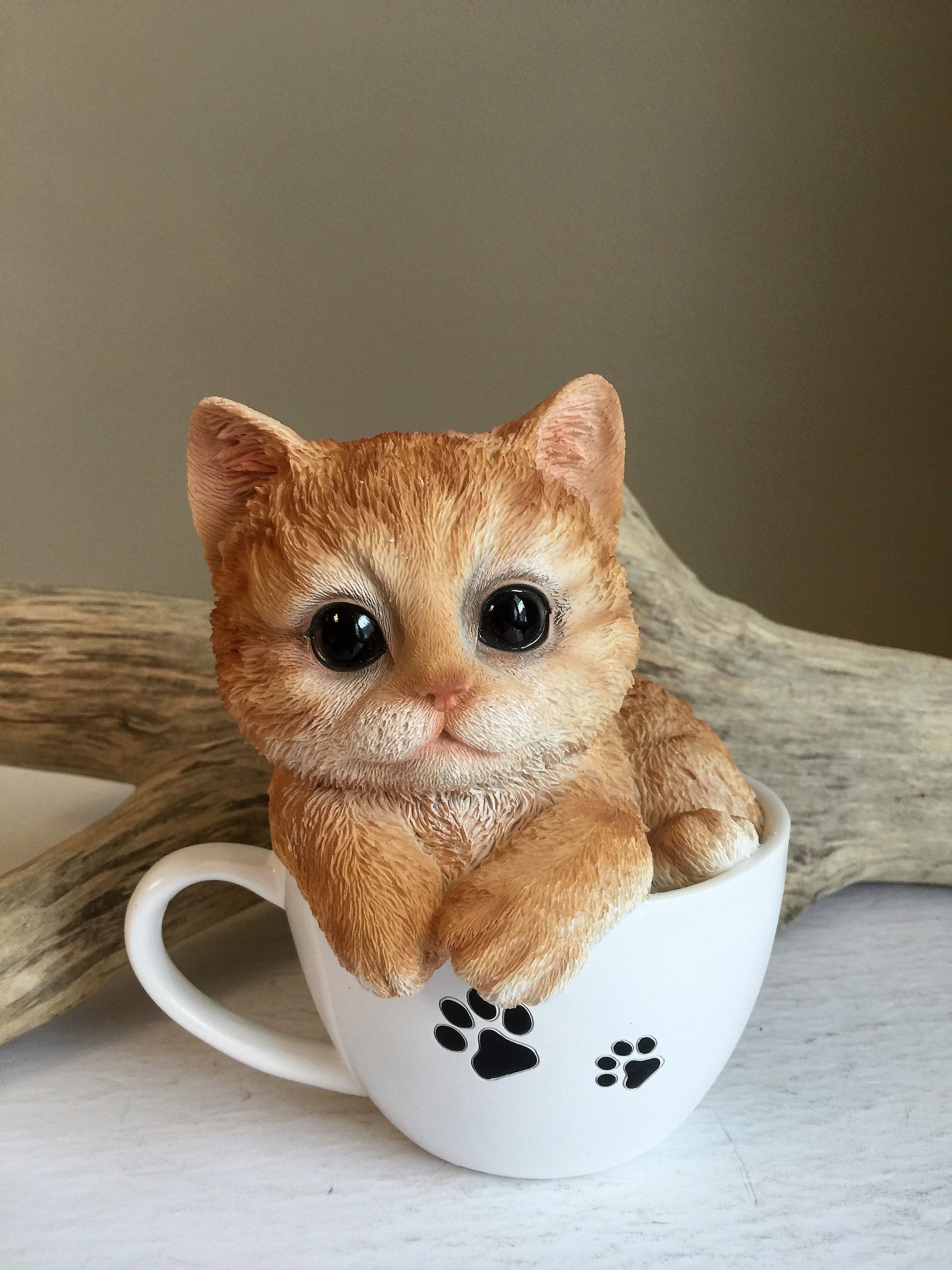 Teacup Kitten