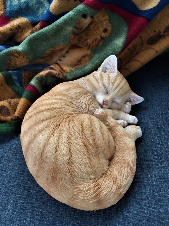 Light orange cheap kitten