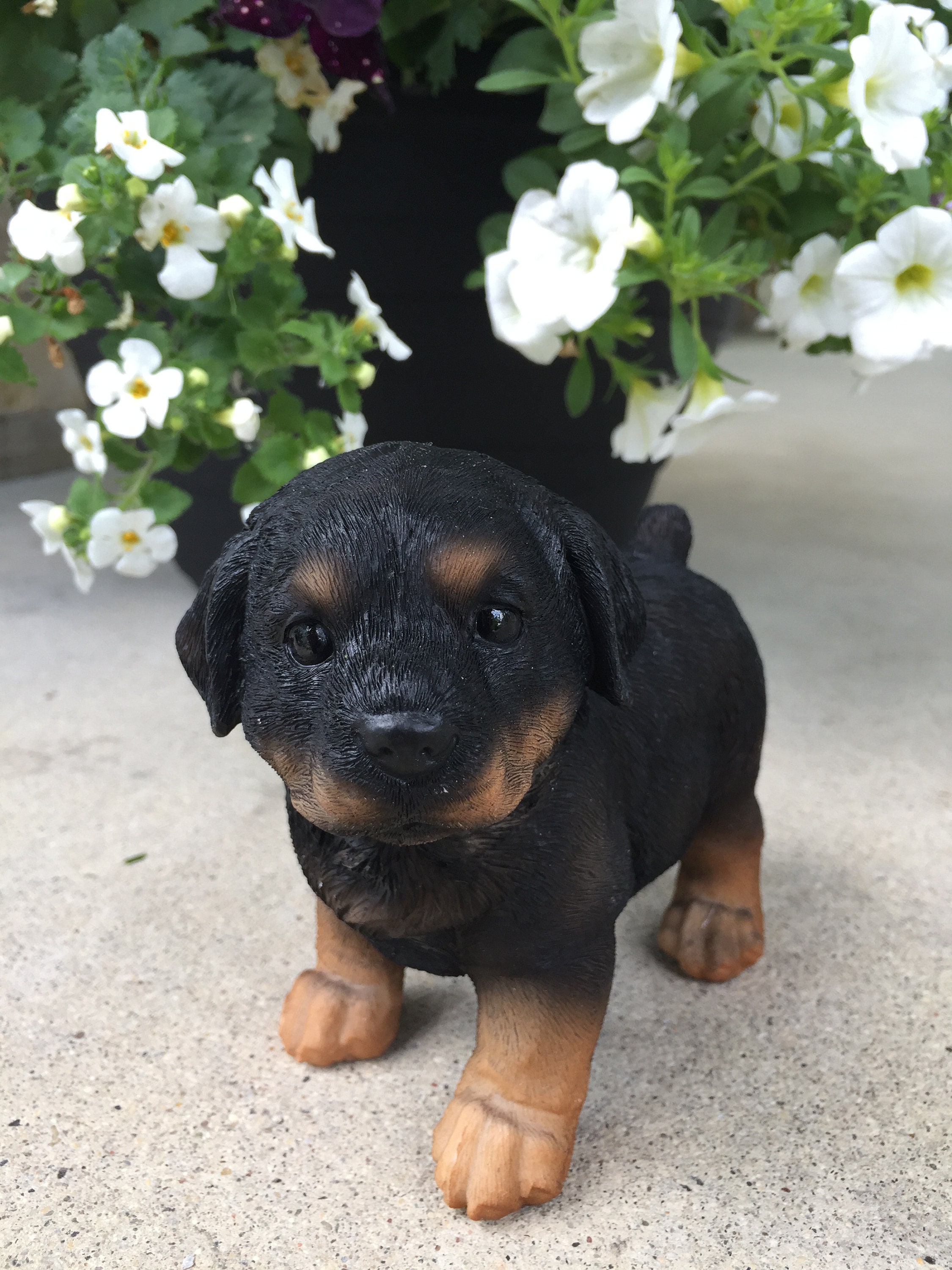 Buy hotsell a rottweiler