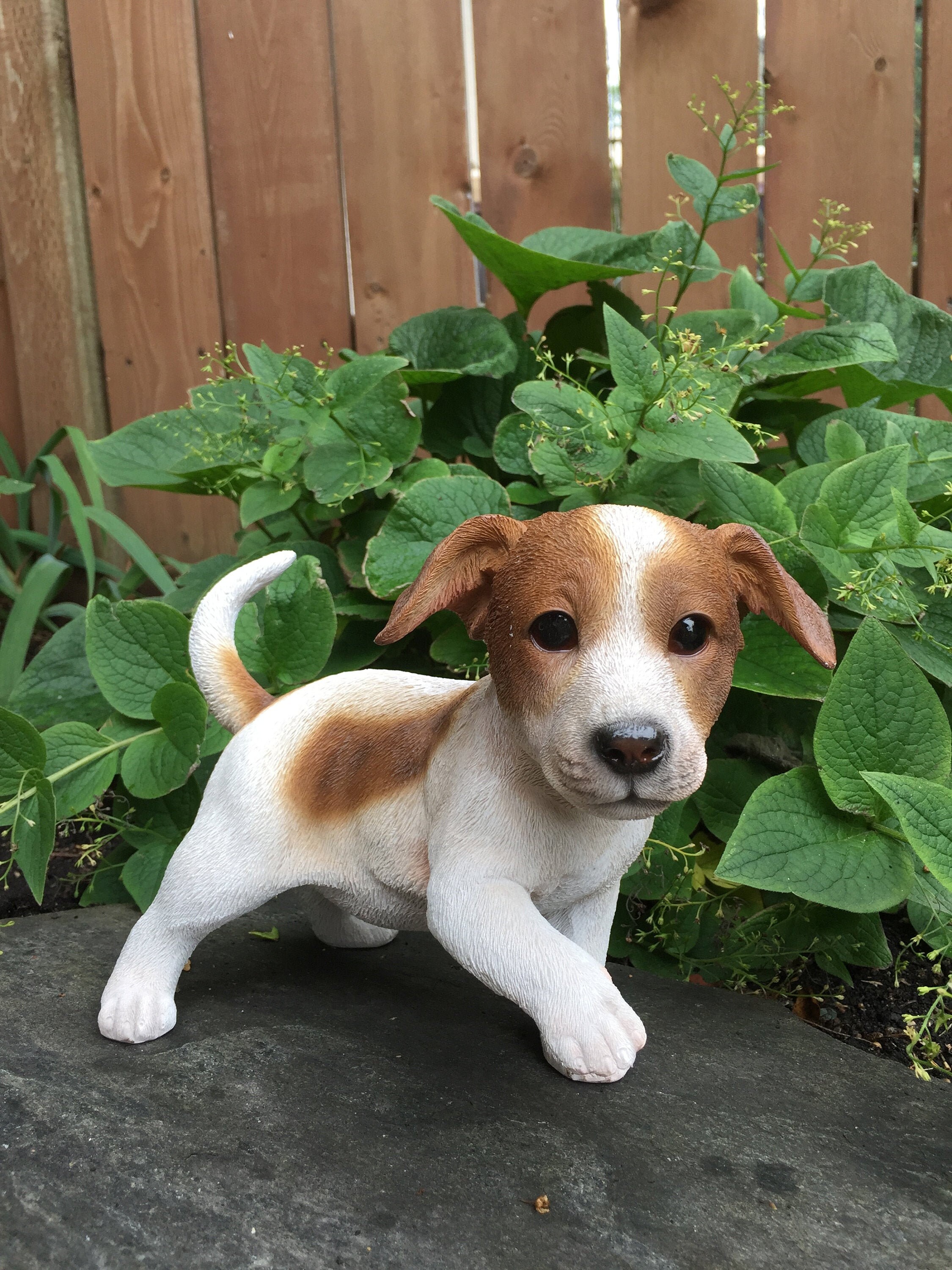 Can I Shave The Parson Russell Terrier