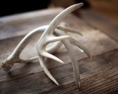 Items similar to Deer Shed Antlers on Etsy
