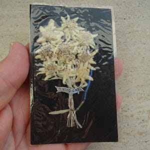 Religieus katholiek kaartschrijn met droogbloemen van edelweiss met heilige Vito. (A19)
