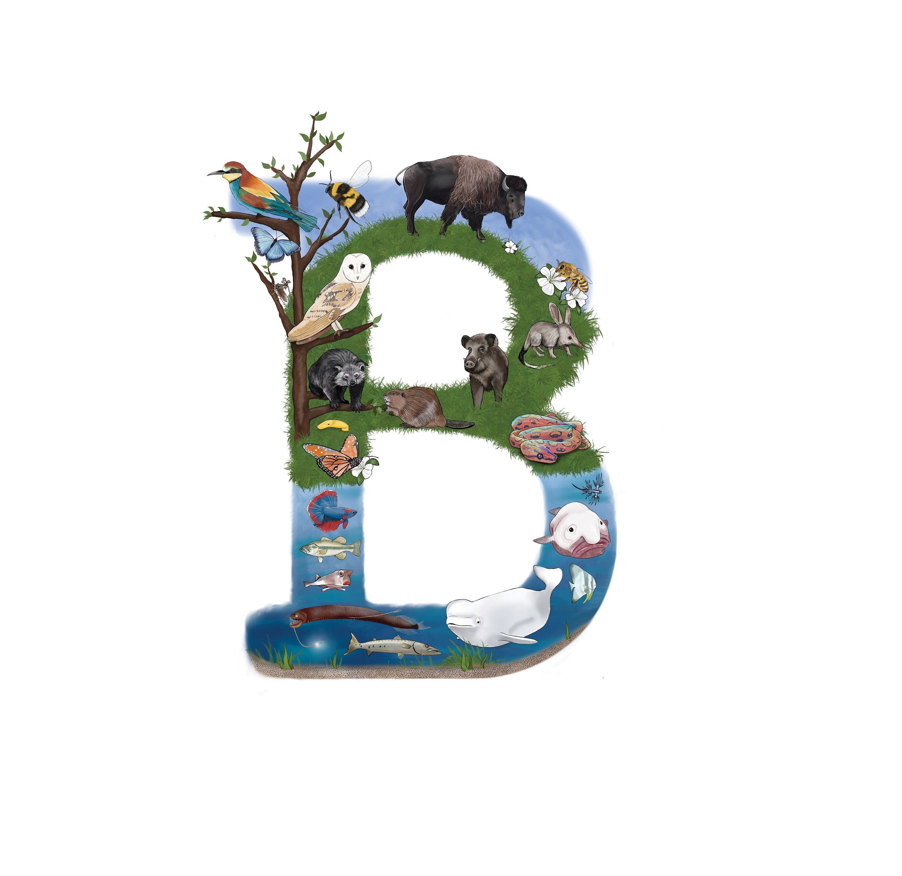 Animal Art Print Letter B Animals That Begin With B - Etsy Animal Art Print Letter B Animals That Begin With B - Etsy