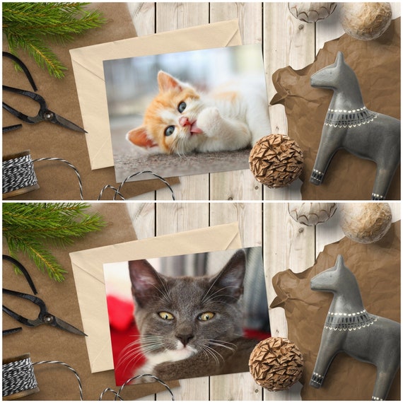 grey and ginger kittens