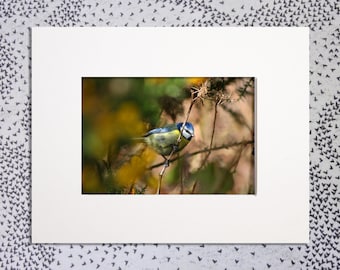 Blue Tit in Gorse Flowers - Mounted Prints