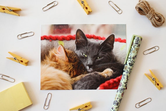 Luxury 10 Kitten Unique Card