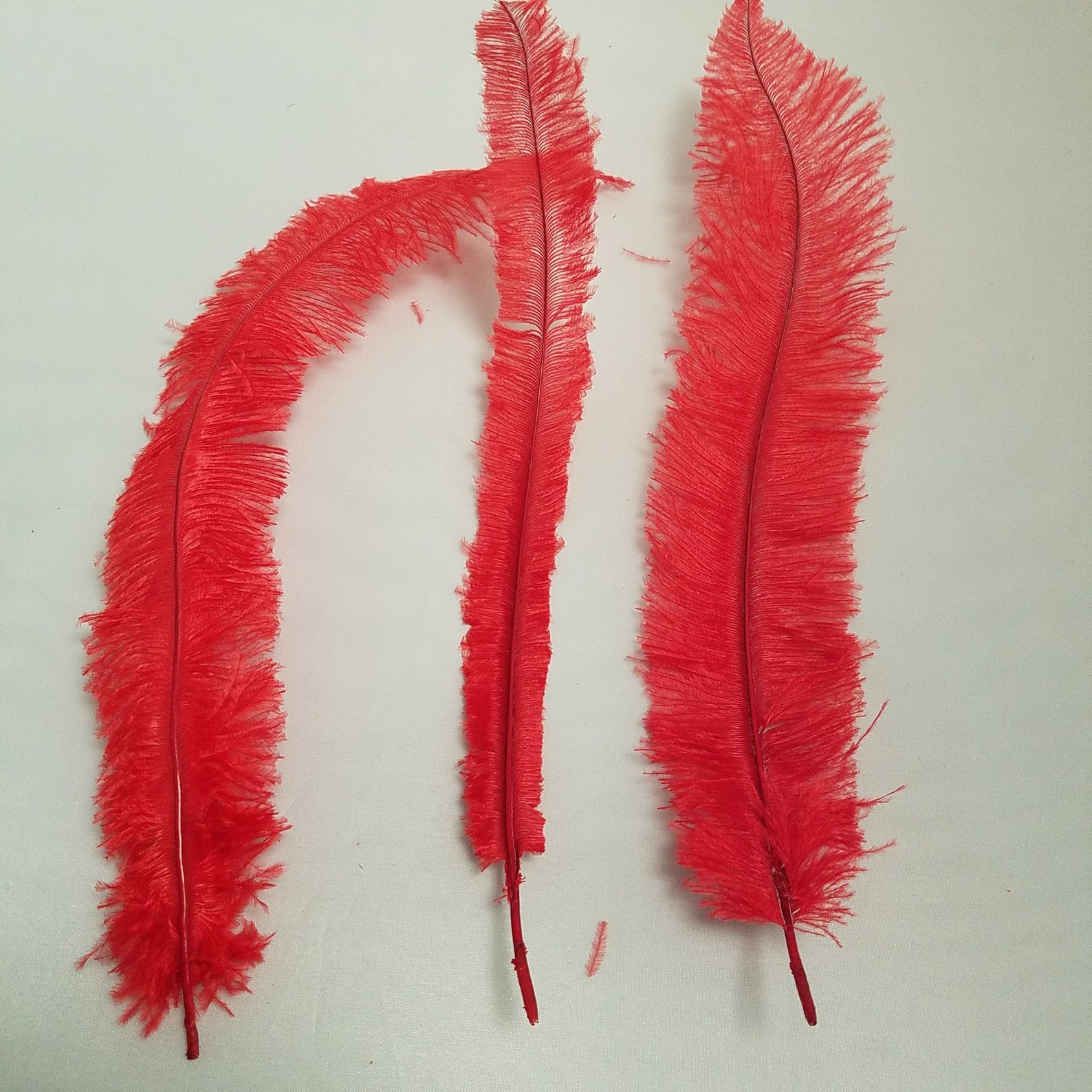 10 Red Ostrich Feathers That Have Been Trimmed-ostrich Feather Plumes ...