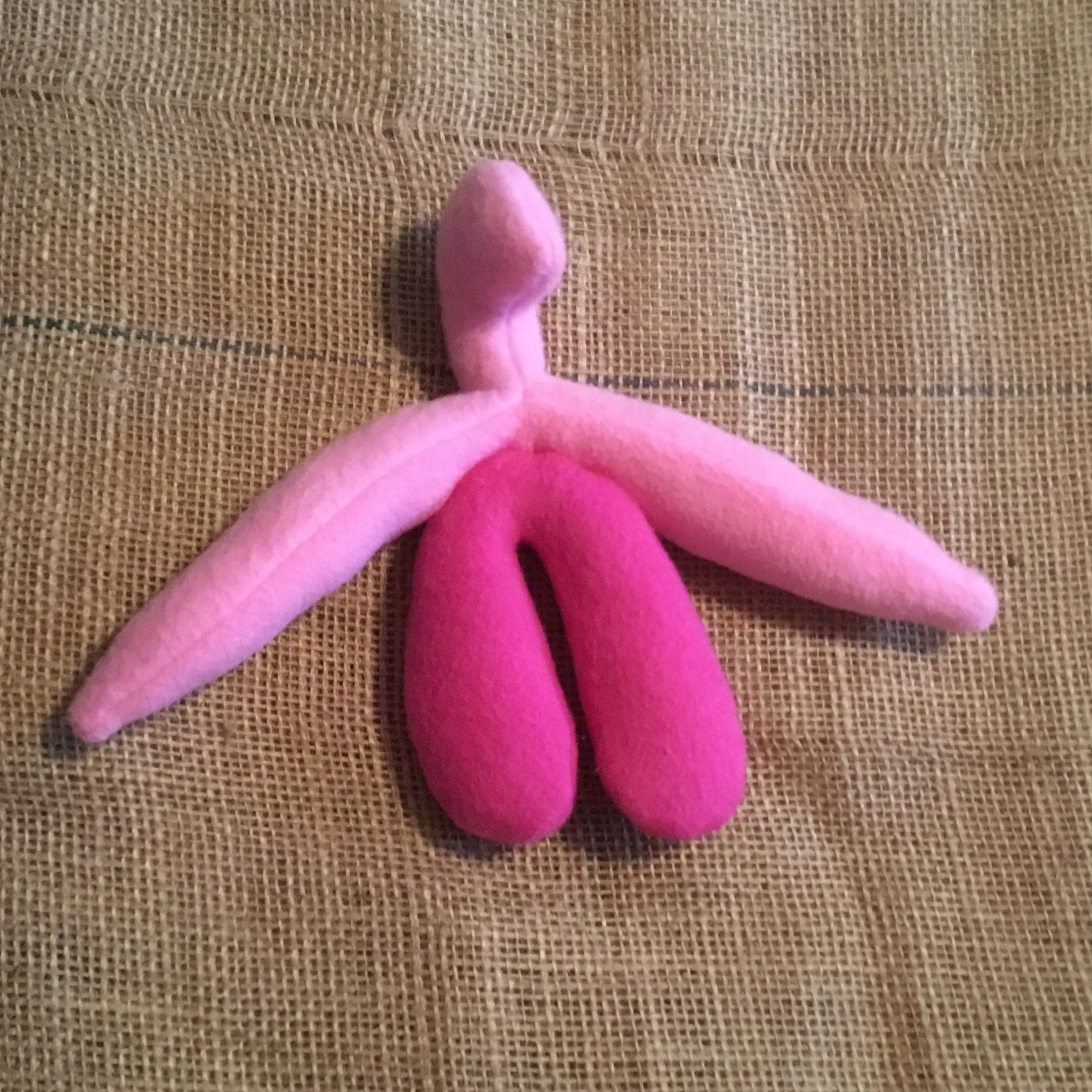 anatomy stuffed animals