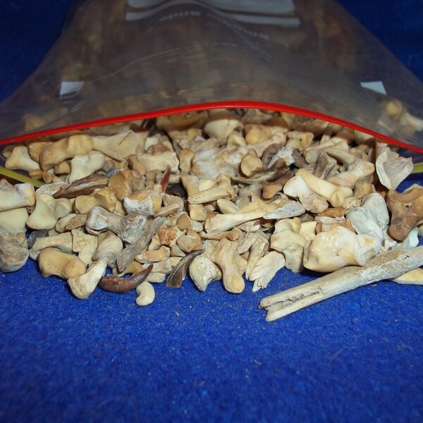 Real bone assorted animal teeth claws part taxidermy jaw skull weird