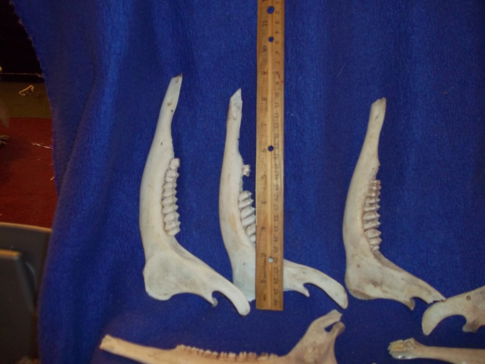 8 real animal bone Deer jaw part piece taxidermy supplies Etsy