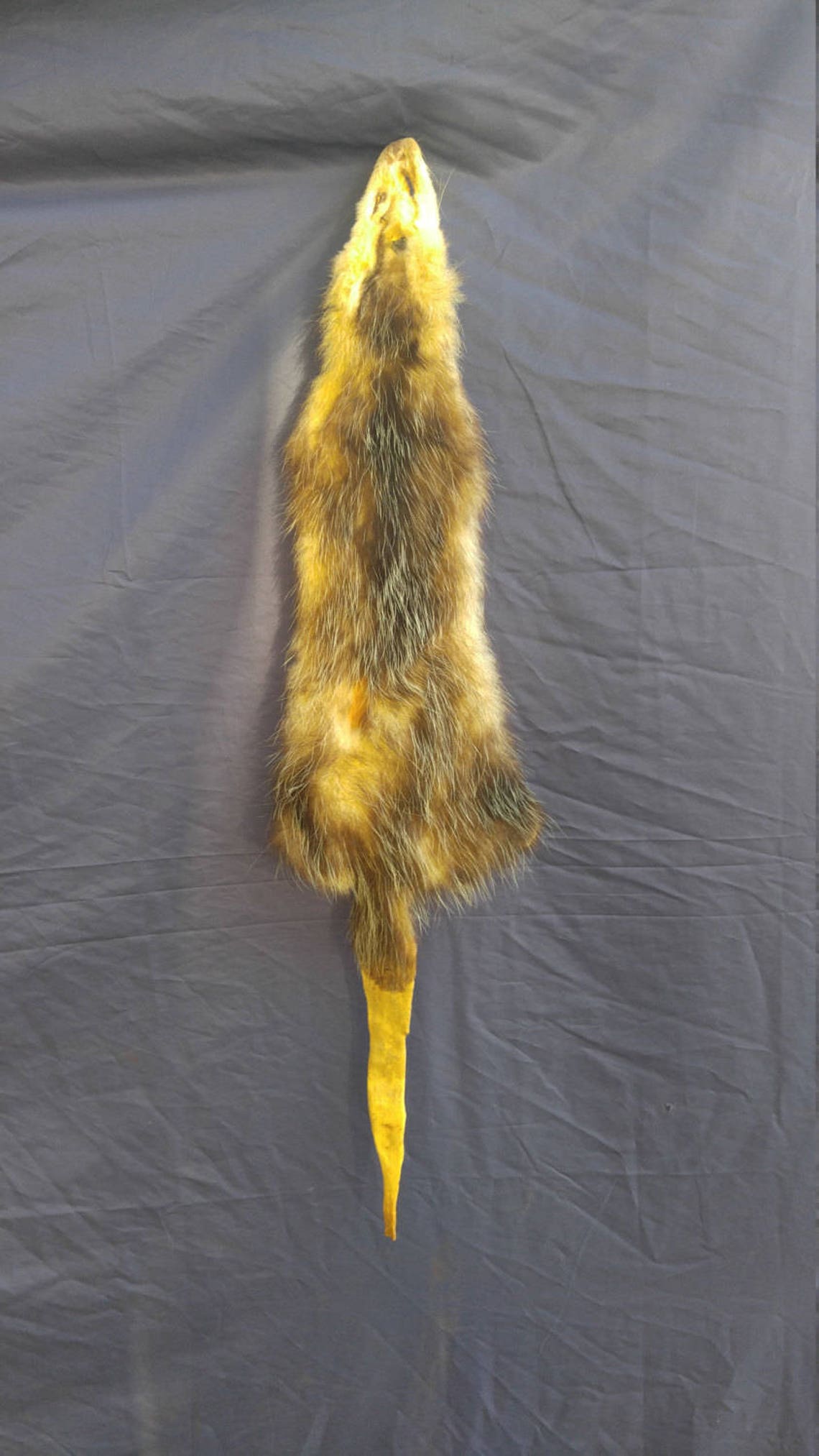 Real animal tanned opossum skin pelt hide fur rug taxidermy Etsy
