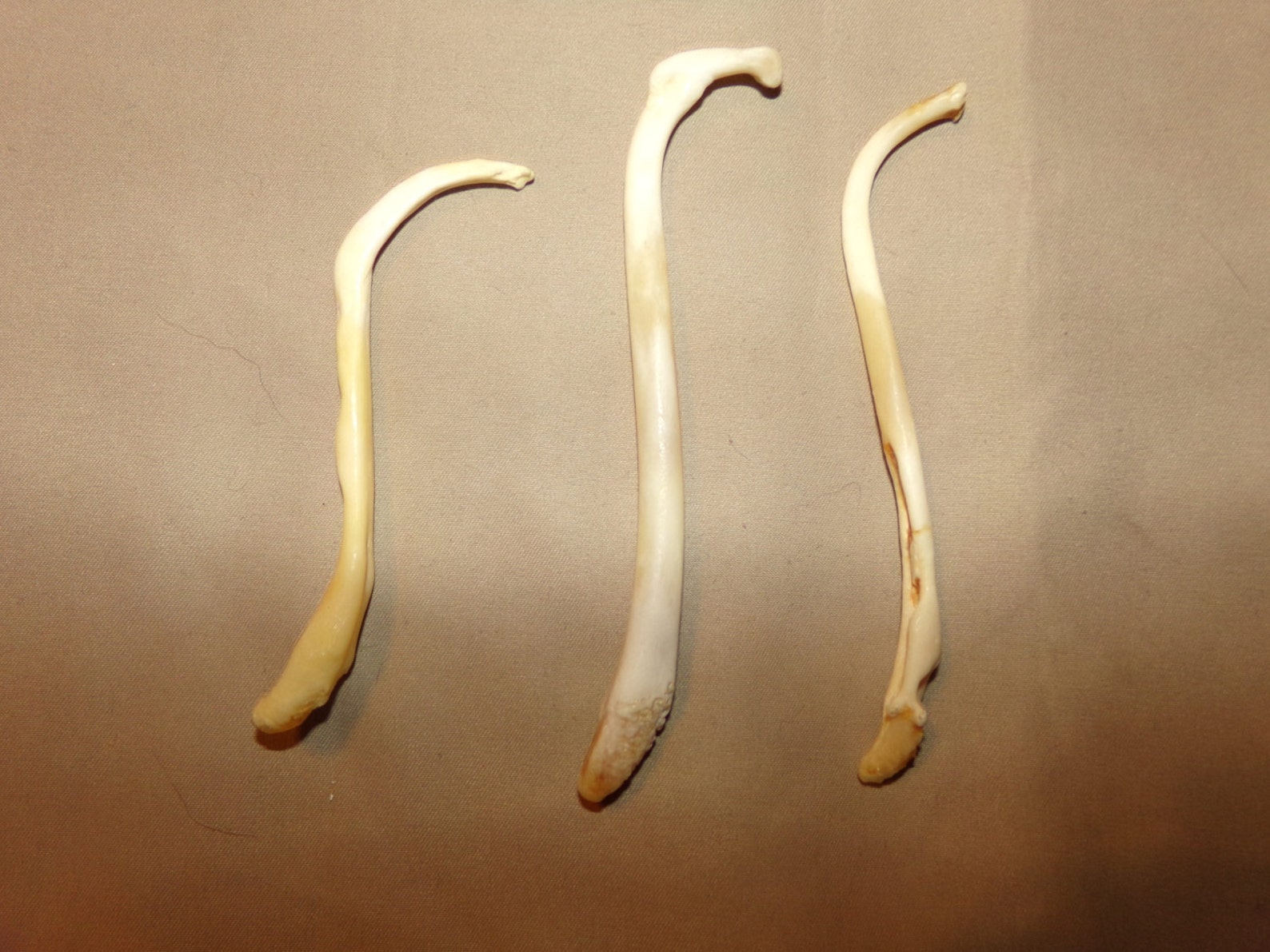 3 Real animal coon broke bone organ taxidermy weird craft | Etsy