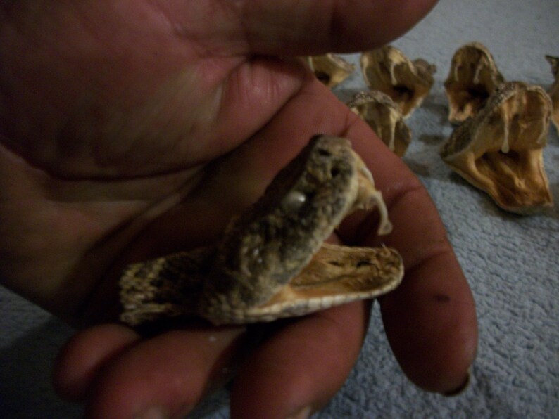 1 real animal taxidermy Western Diamond back rattle snake head mount stuffed reptile part