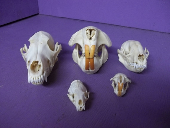 bone skull Muskrat skull taxidermy skull
