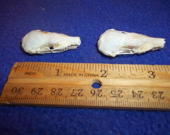 real animal bone mole skull bone craft good part piece rodent supplies taxidermy art teeth jaw