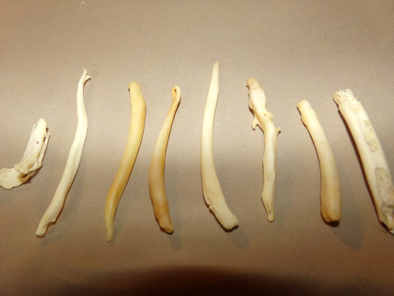 8 Real animal coon broke bone organ taxidermy weird craft | Etsy