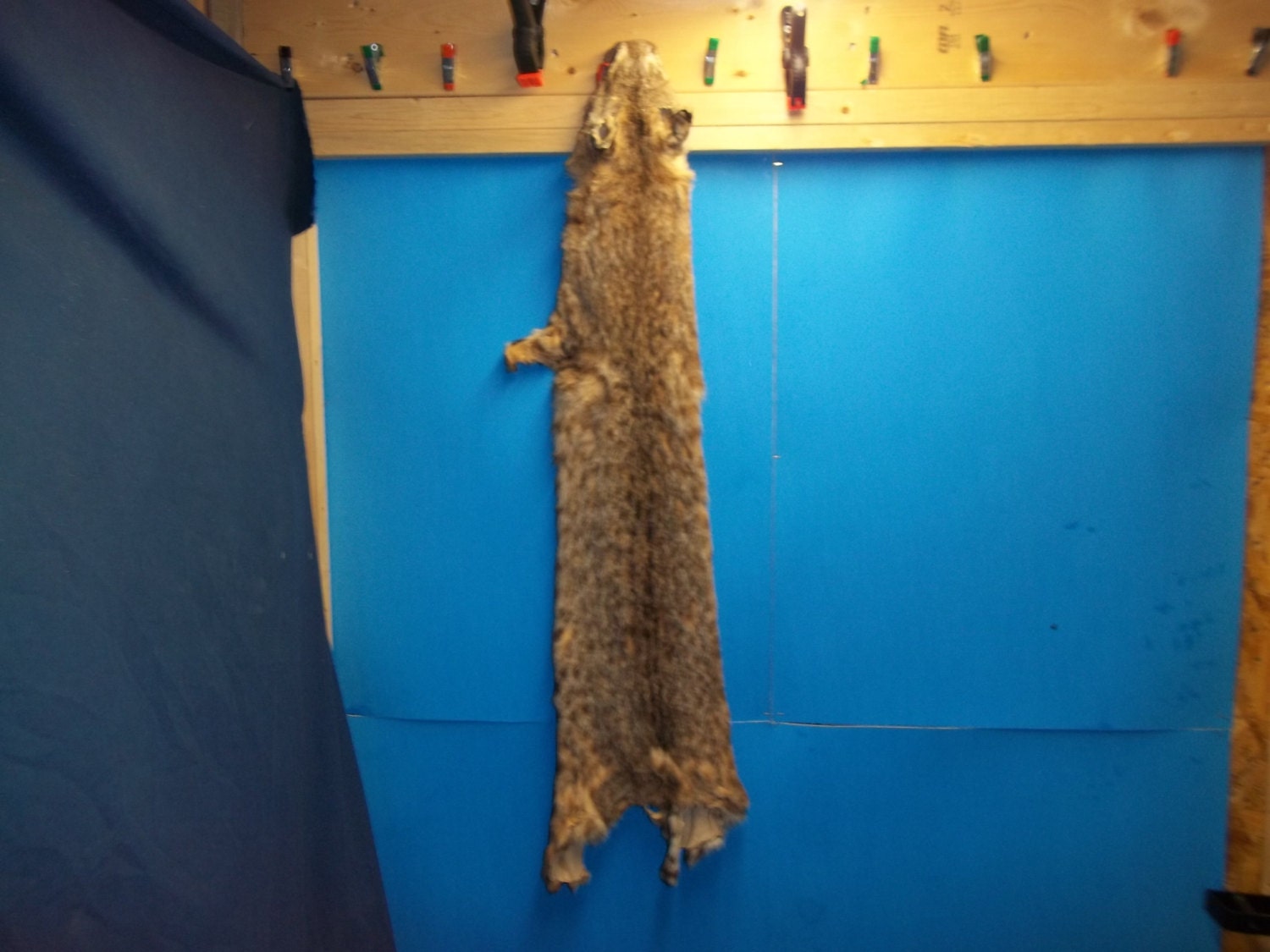 Tanned animal bobcat real part taxidermy rug hide fur skin Etsy