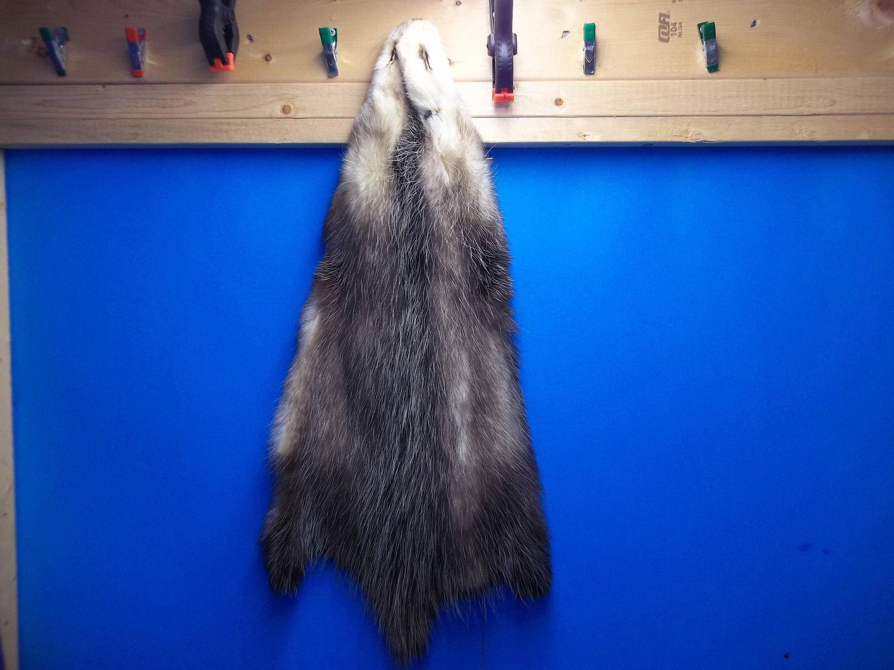 Real Animal Tanned Opossum Skin Pelt Hide Fur Rug Taxidermy Etsy UK