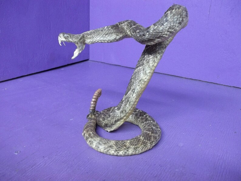 Real Texas Western Diamond back preserved taxidermy freeze dried mount stuffed Man Cave decor