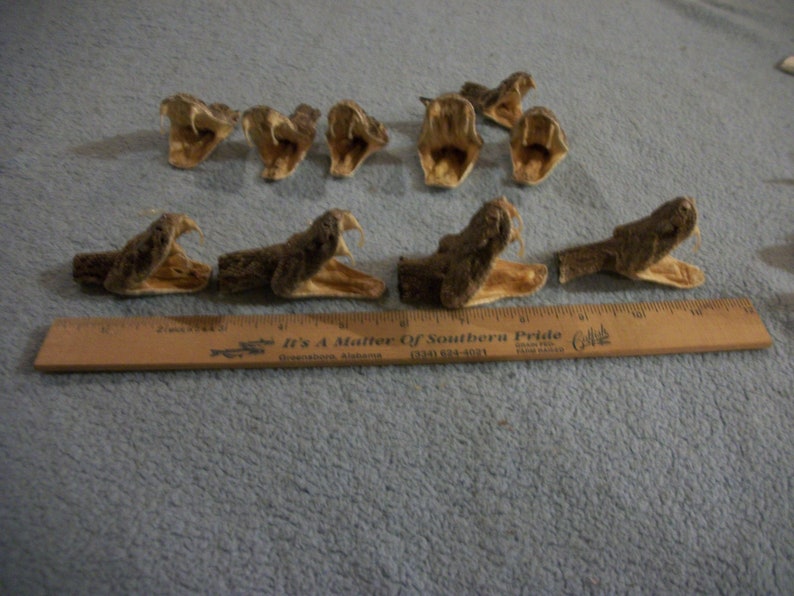 1 real animal taxidermy Western Diamond back rattle snake head mount stuffed reptile part