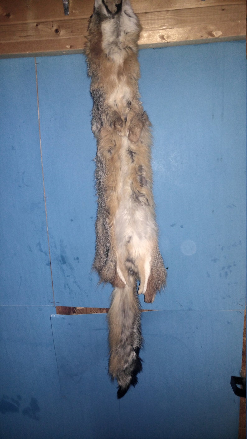 Real Animal Tanned Gray Fox Skin Pelt Hide Fur Rug Taxidermy Etsy
