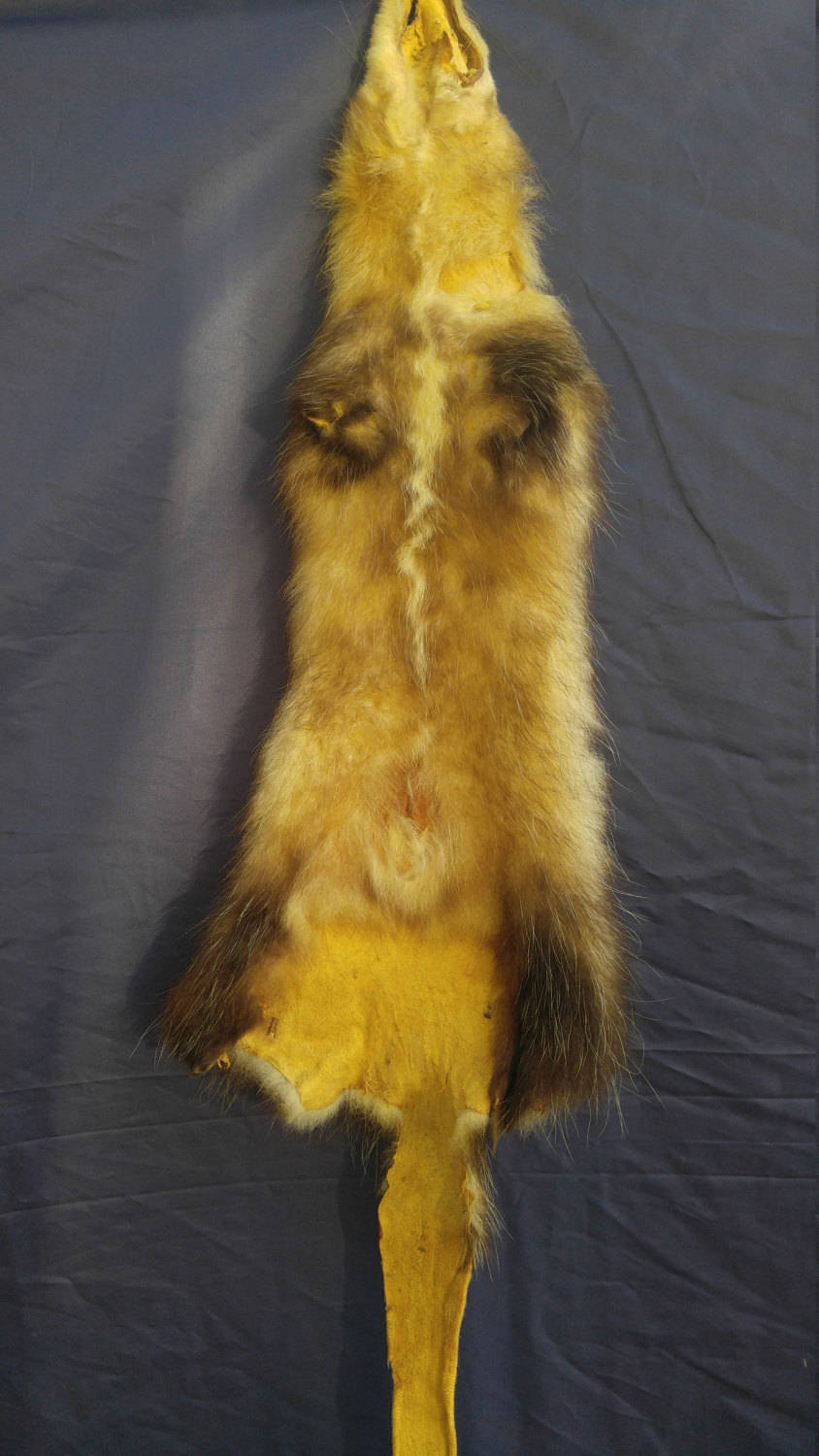 Real animal tanned opossum skin pelt hide fur rug taxidermy Etsy
