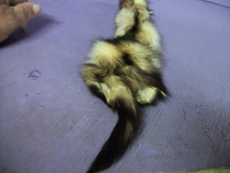 Real Animal Tanned Fitch Skin Pelt Hide Fur Rug Taxidermy Etsy