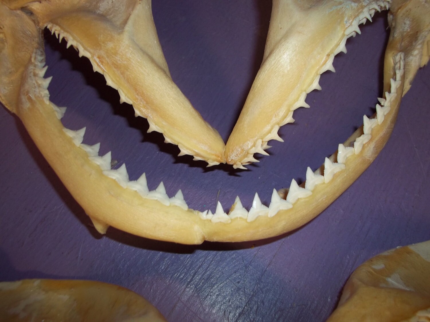 2 Real animal fish shark taxidermy teeth jaw skeleton bone | Etsy