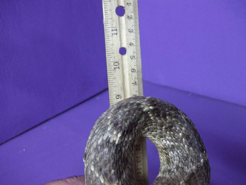 Real Texas Western Diamond back preserved taxidermy freeze dried mount stuffed Man Cave decor