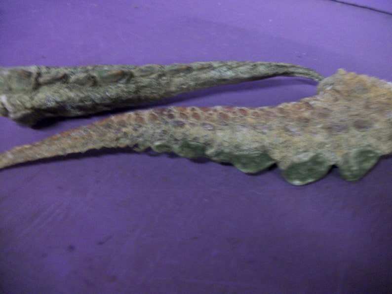 1 Real Snapping Turtle tail bone animal taxidermy crafts art Etsy