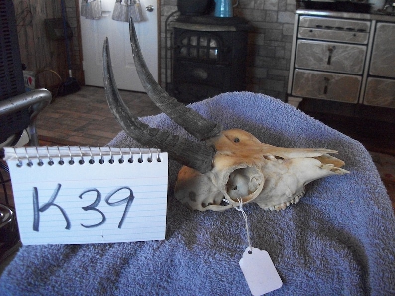 Real animal bone parts African mountain reed buck horn antler taxidermy weird man cave