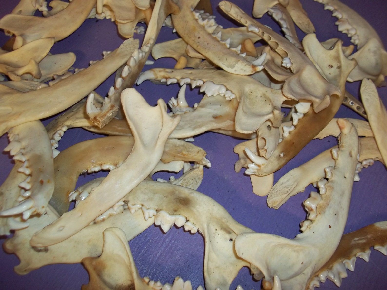 25 Real coyote jaw bone animal part taxidermy skull tooth head | Etsy