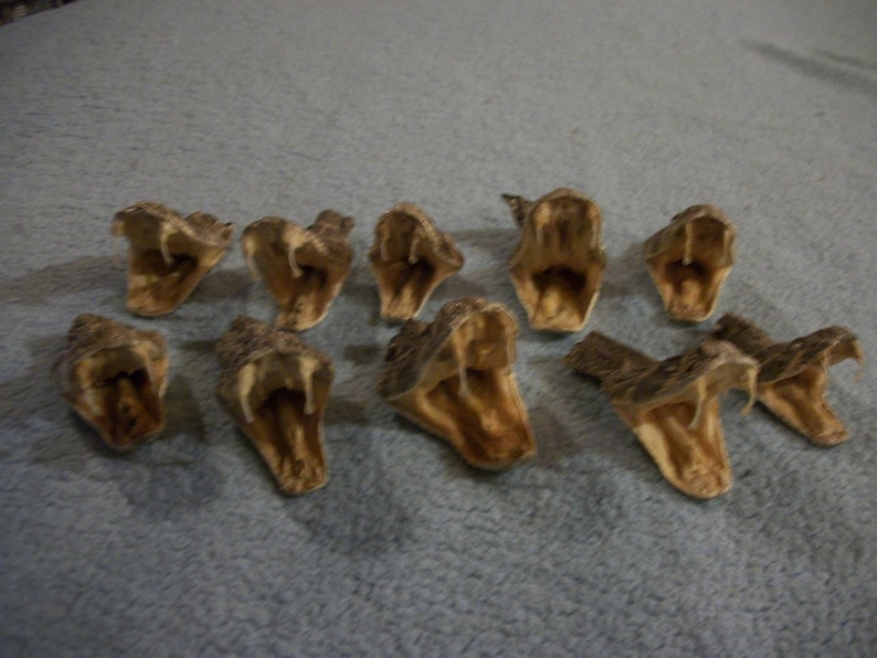 1 real animal taxidermy Western Diamond back rattle snake head mount stuffed reptile part