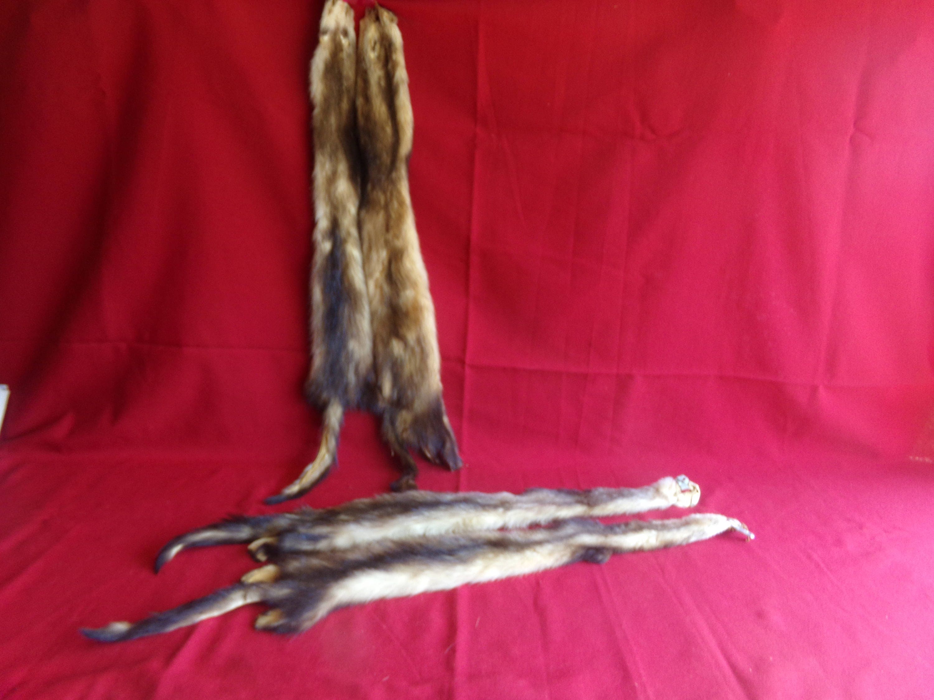Real Animal Tanned Fitch Skin Pelt Hide Fur Rug Taxidermy Etsy