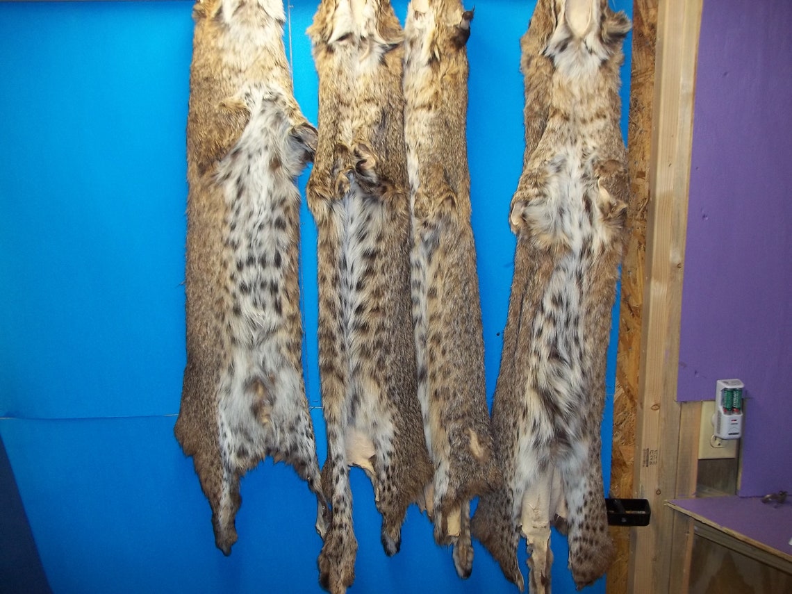 1 Tanned Animal Bobcat Real Part Taxidermy Rug Hide Fur Skin Etsy