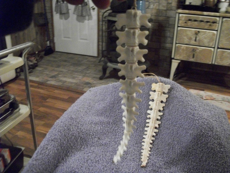 1 articulated beaver tail bone real animal taxidermy skeleton | Etsy