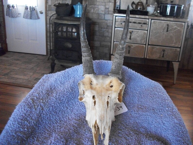 Real animal bone parts African mountain reed buck horn antler taxidermy weird man cave