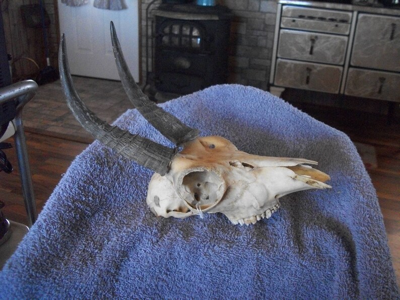 Real animal bone parts African mountain reed buck horn antler taxidermy weird man cave