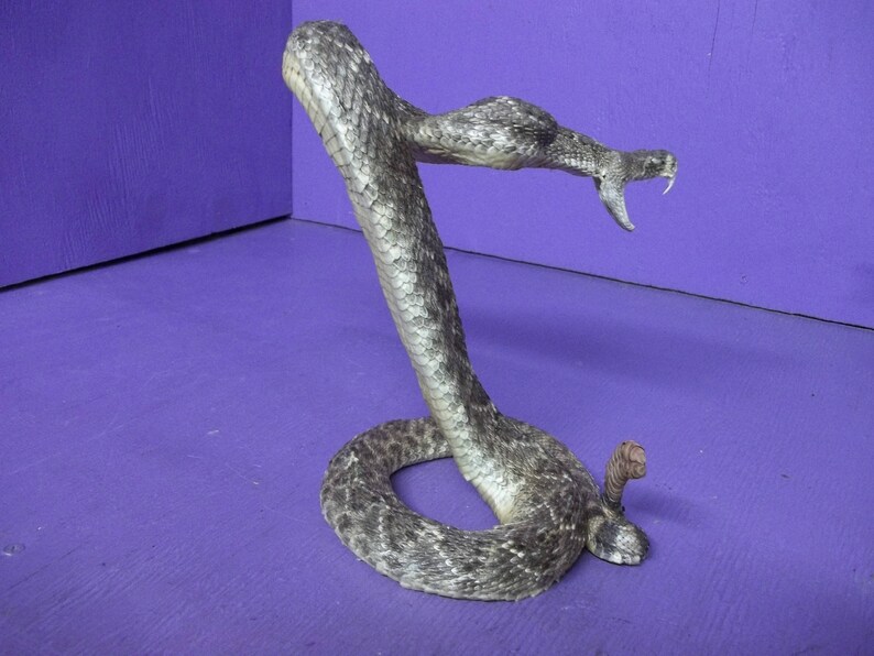 Real Texas Western Diamond back preserved taxidermy freeze dried mount stuffed Man Cave decor