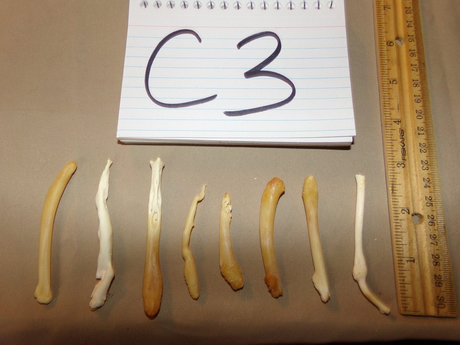 8 Real animal coon broke bone organ taxidermy weird craft | Etsy