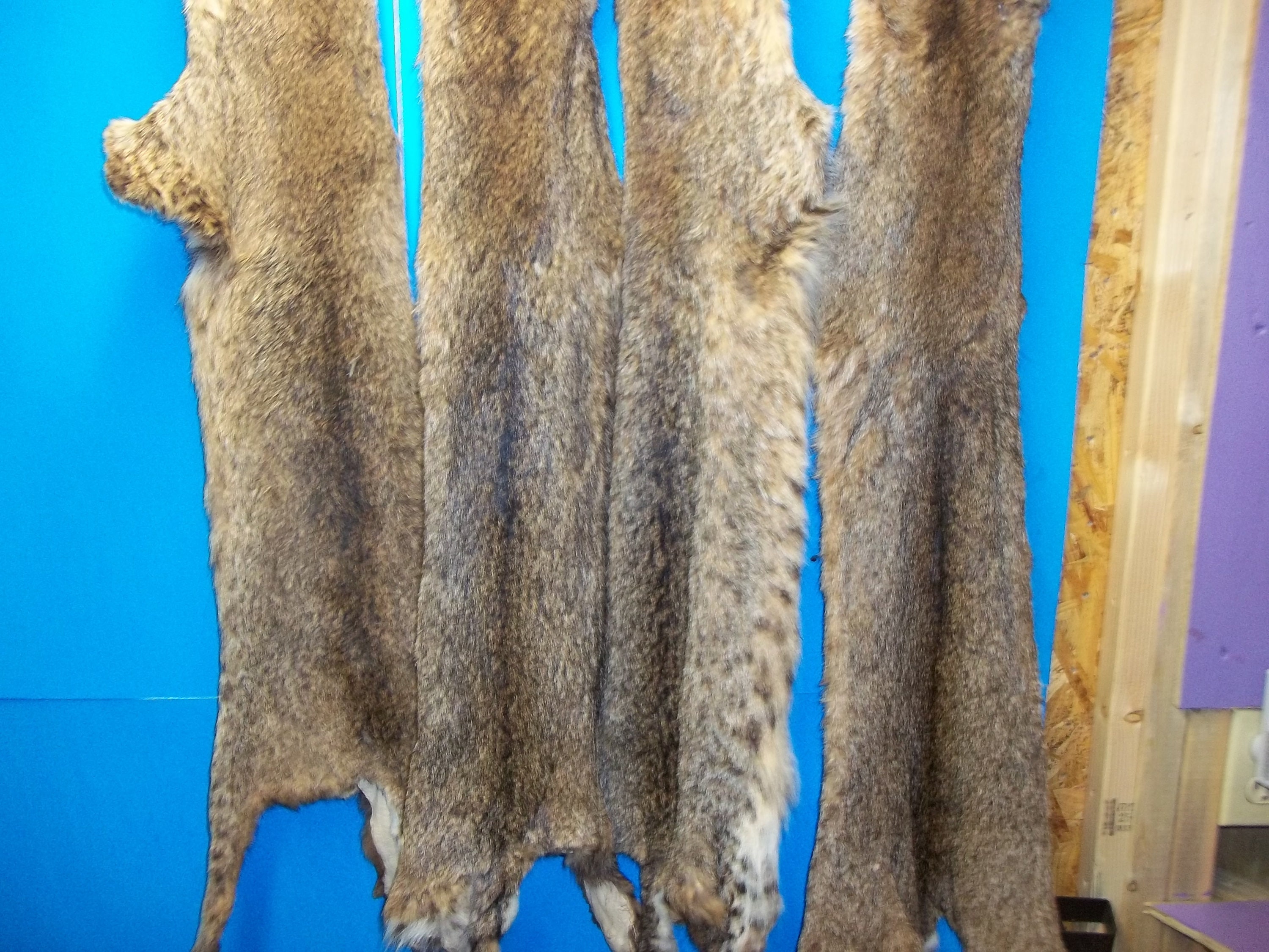 1 tanned animal bobcat real part taxidermy rug hide fur skin Etsy