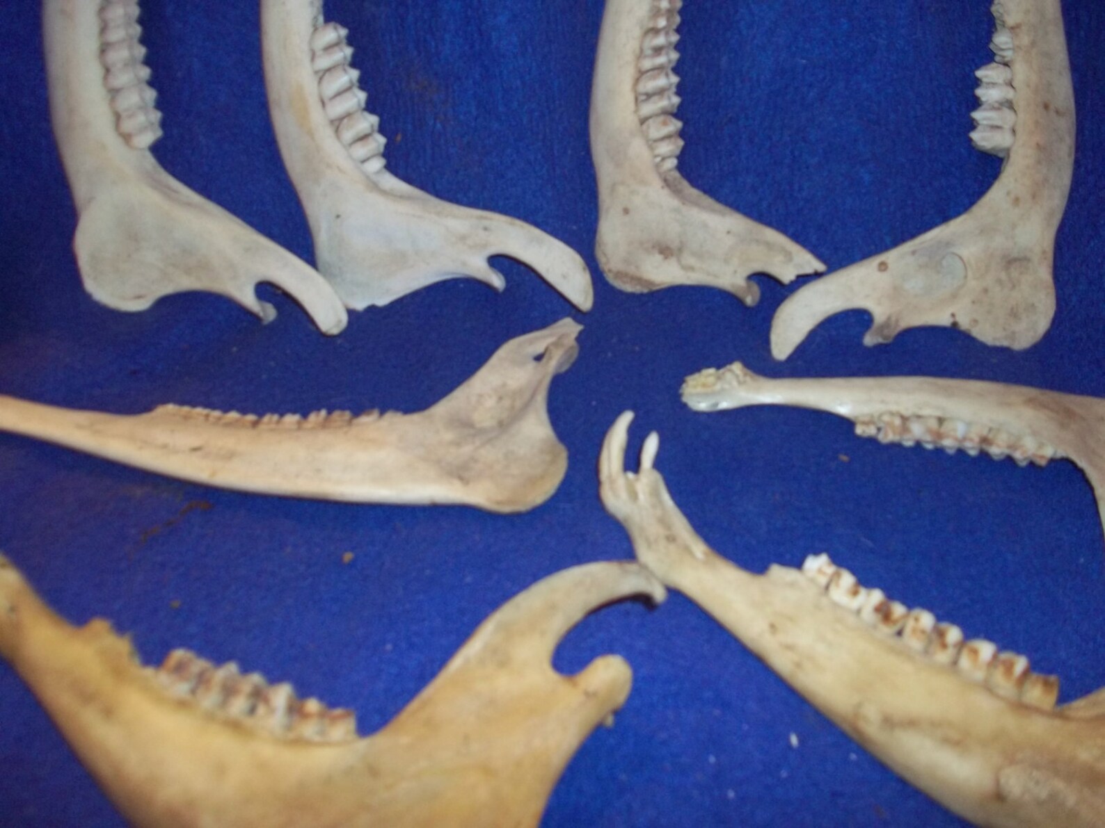 8 real animal bone Deer jaw part piece taxidermy supplies Etsy