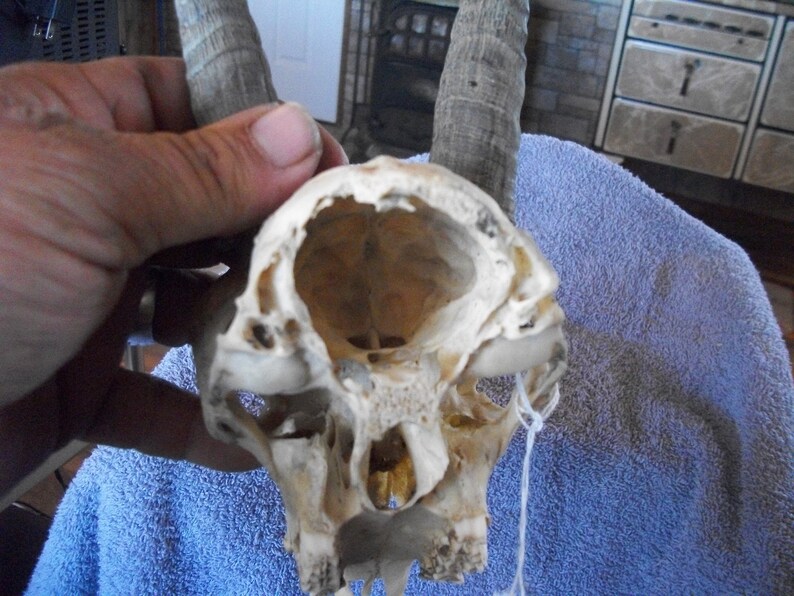Real animal bone parts African mountain reed buck horn antler taxidermy weird man cave