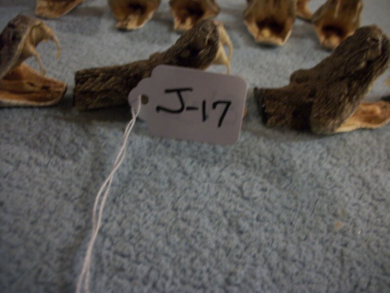 1 real animal taxidermy Western Diamond back rattle snake head mount stuffed reptile part